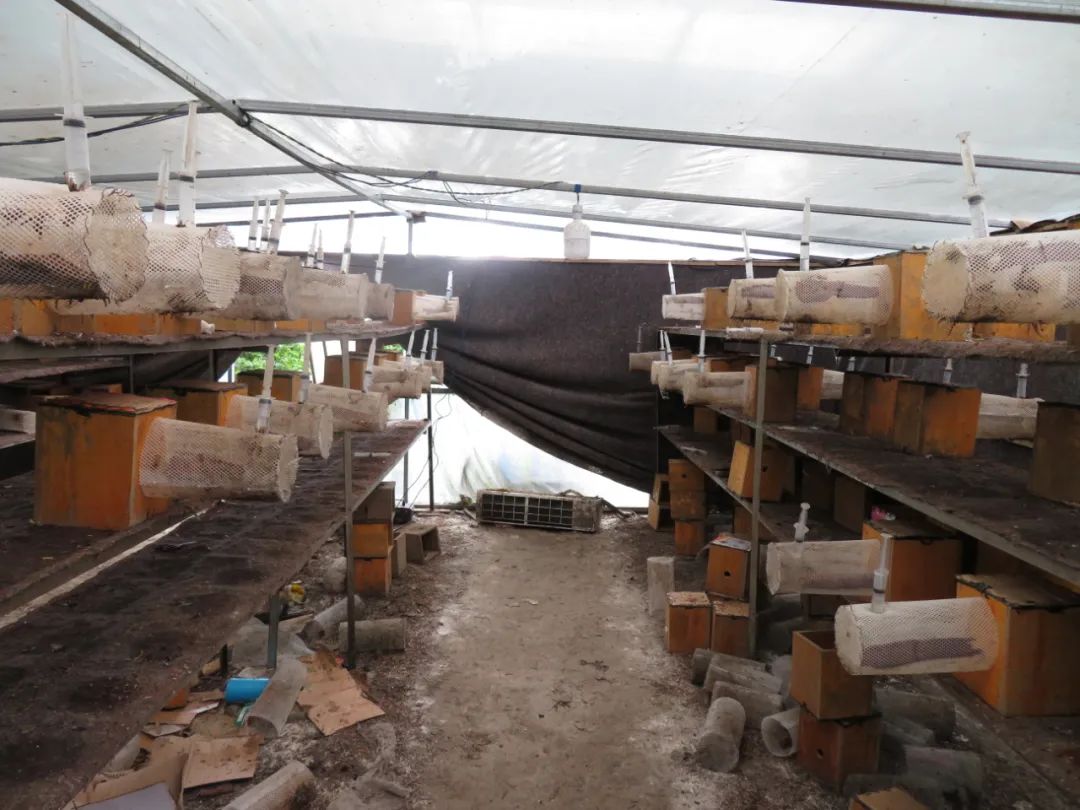 牛角寨镇:胡蜂养殖助增收