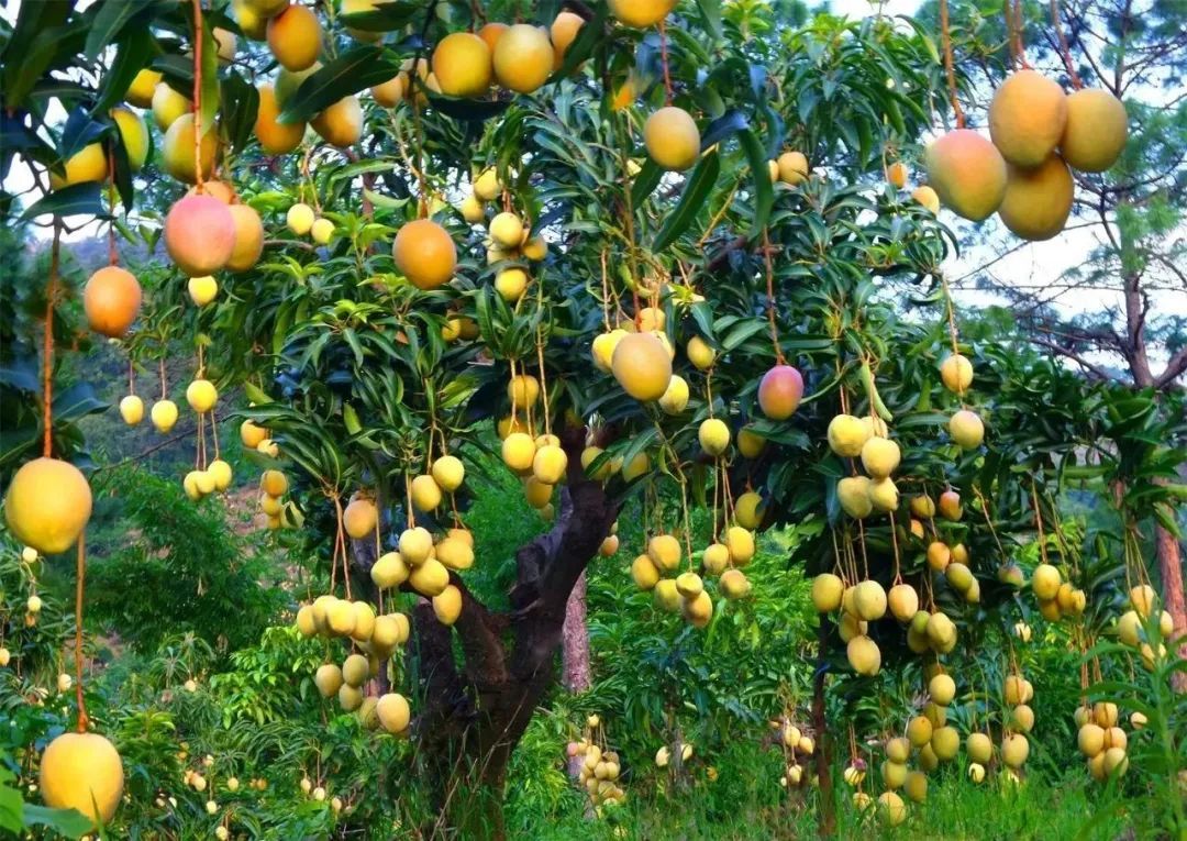 有一种叫云南的生活丨品百果之鲜甜感受瓜果飘香的云南