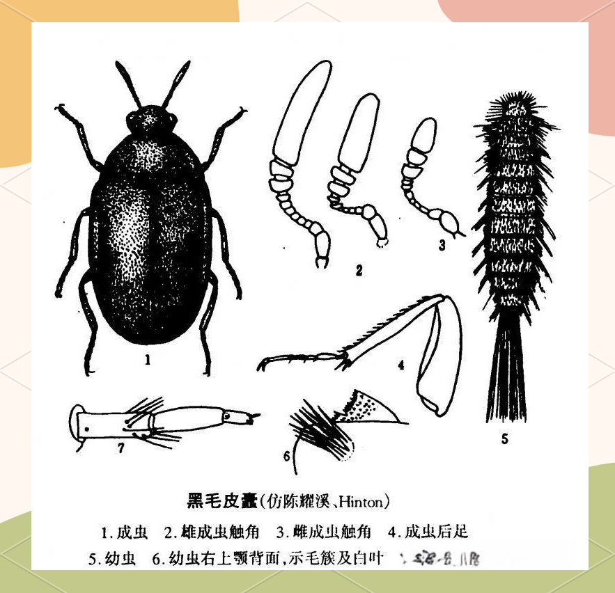 储粮害虫——黑皮蠹的详细介绍与防治方法