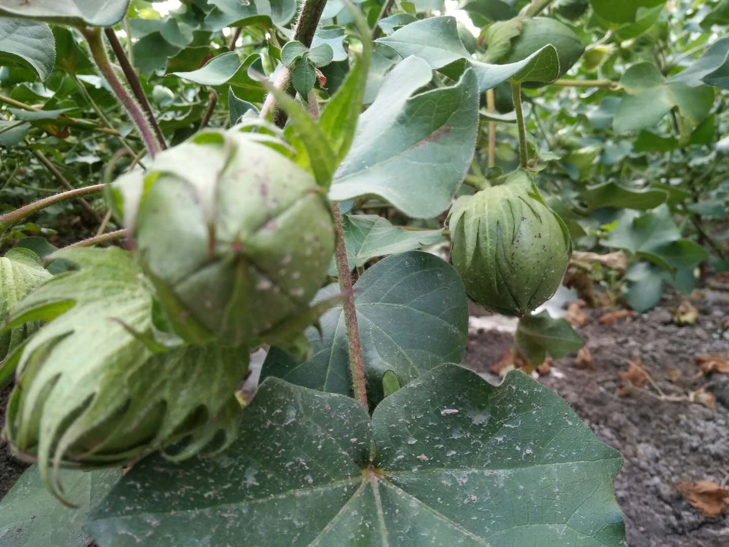 棉花桃 - 优质问答专区