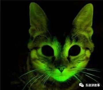 哈尔滨猫脸老太太