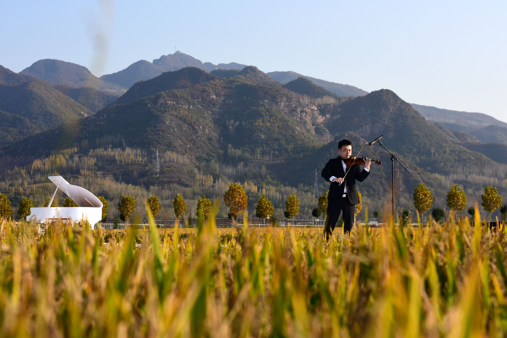河南汝阳:稻田音乐节