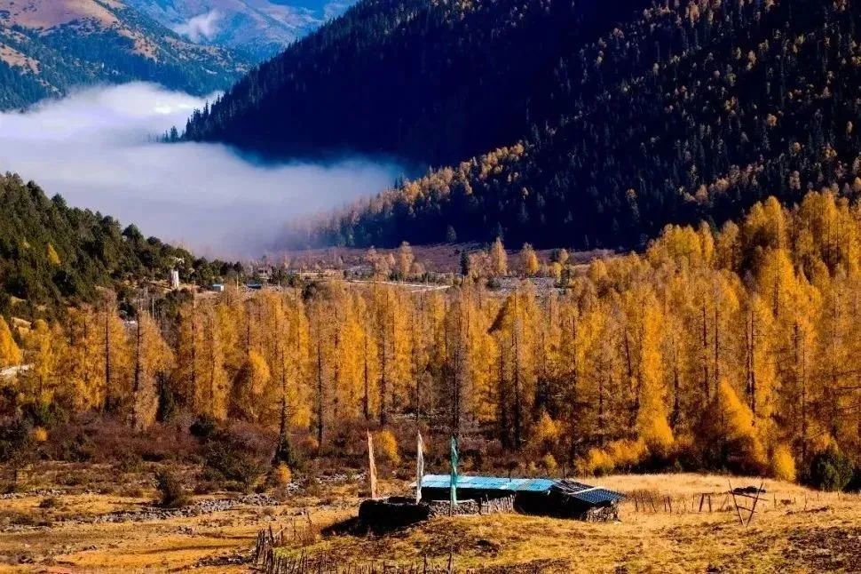 秋叶纷纷,金川美景惊艳登场!