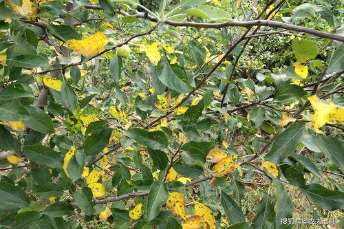 喷雾戊唑醇时,做好这几点,不仅能降低药害风险,还能提高药效!