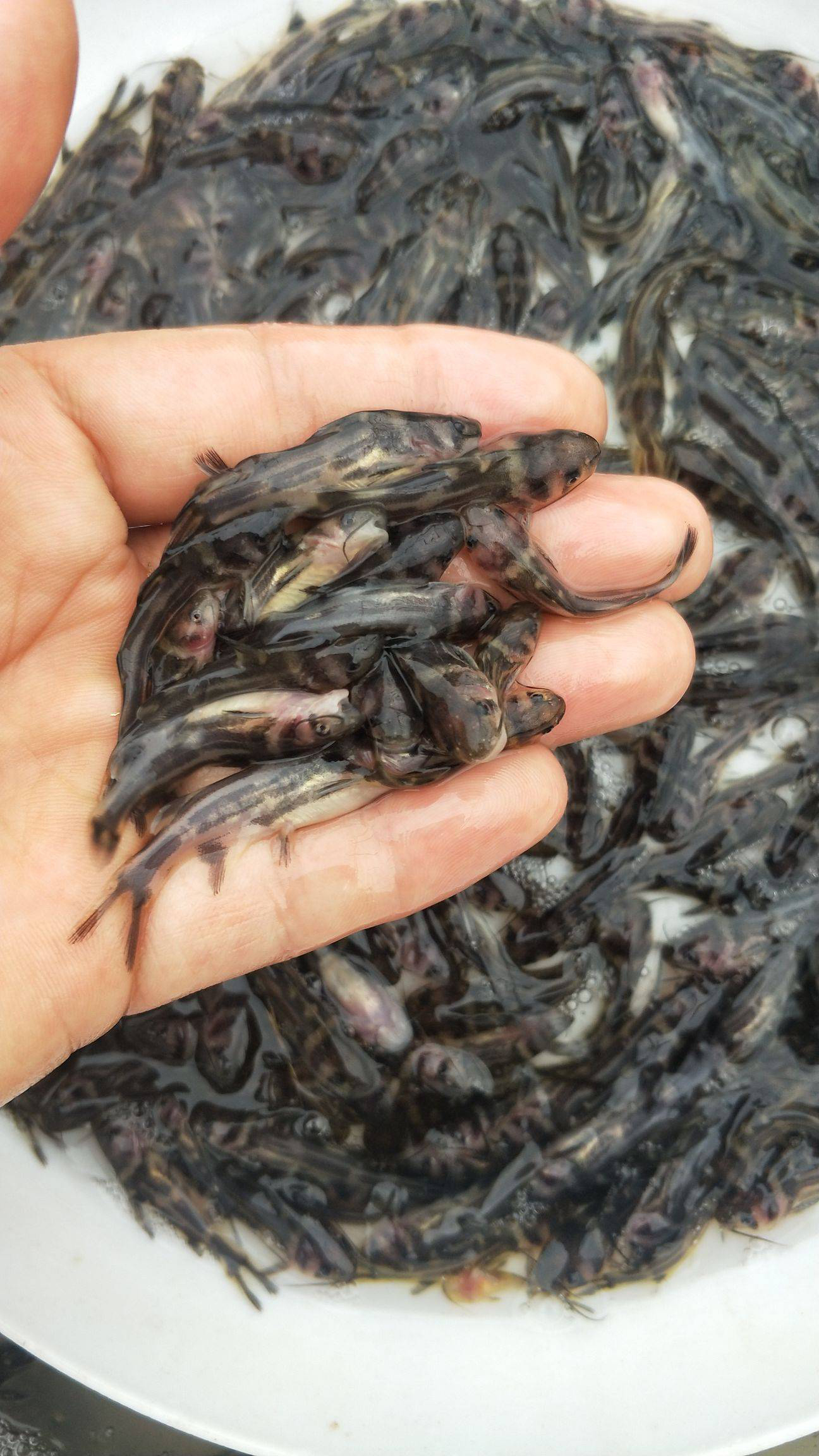 黄骨鱼养殖水质要求及黄颡鱼的养殖技术