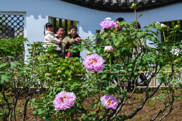 余杭仁和牡丹花图片