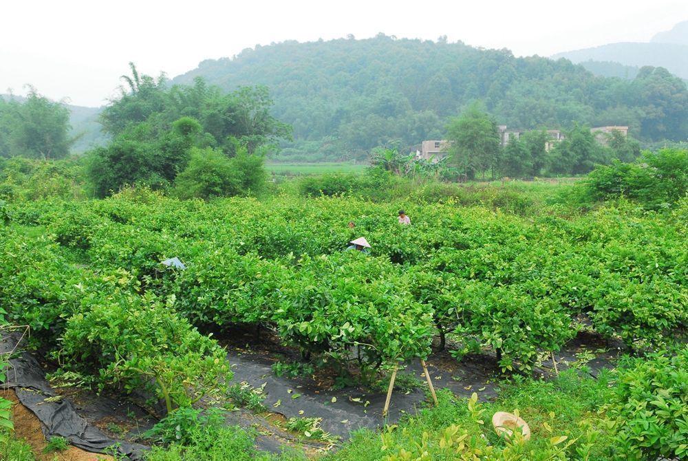 怀集:陈永豪坚守初心创业种植佛手果