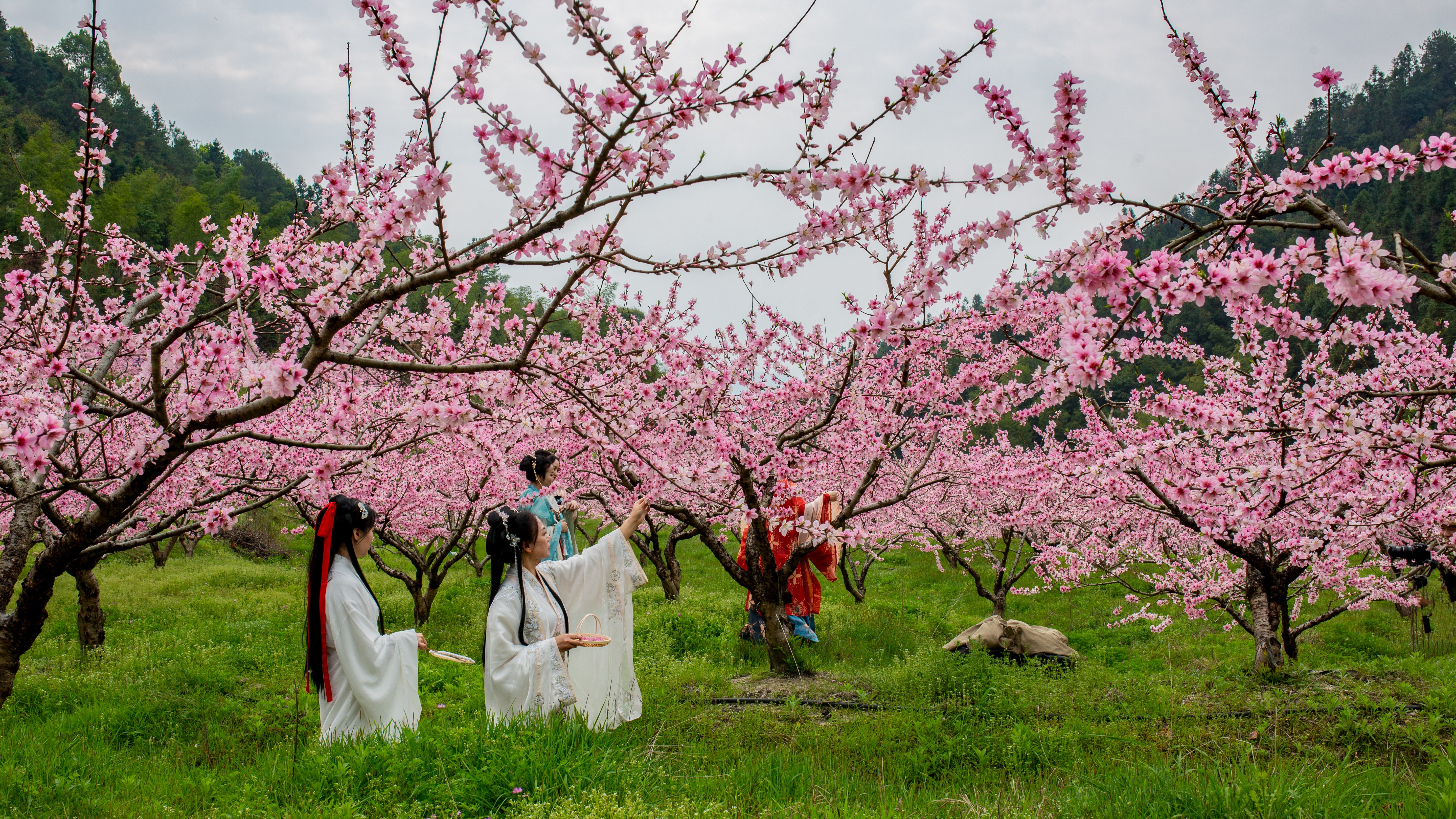 炎陵:十万亩桃林盛开 花海灼灼待客来