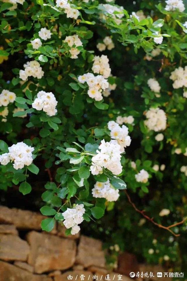 夏日限定,薔薇花開!雲賞濟南南部山區盛開的薔薇花