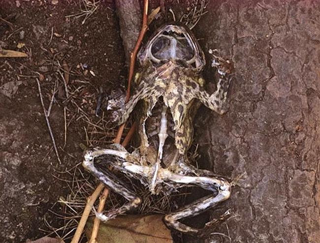 可以分泌毒液防身的蟾蜍,到底有没有天敌?是什么动物?