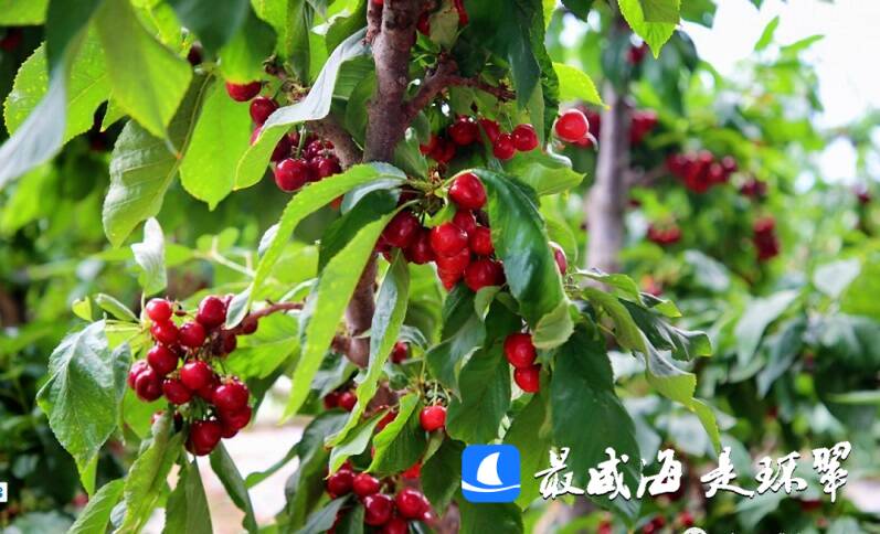 威海市环翠区:又大又红的樱桃熟了 快来尝尝