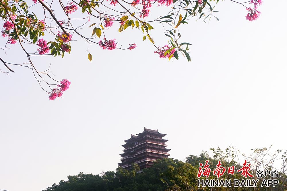 组图|儋州:儋阳楼春色