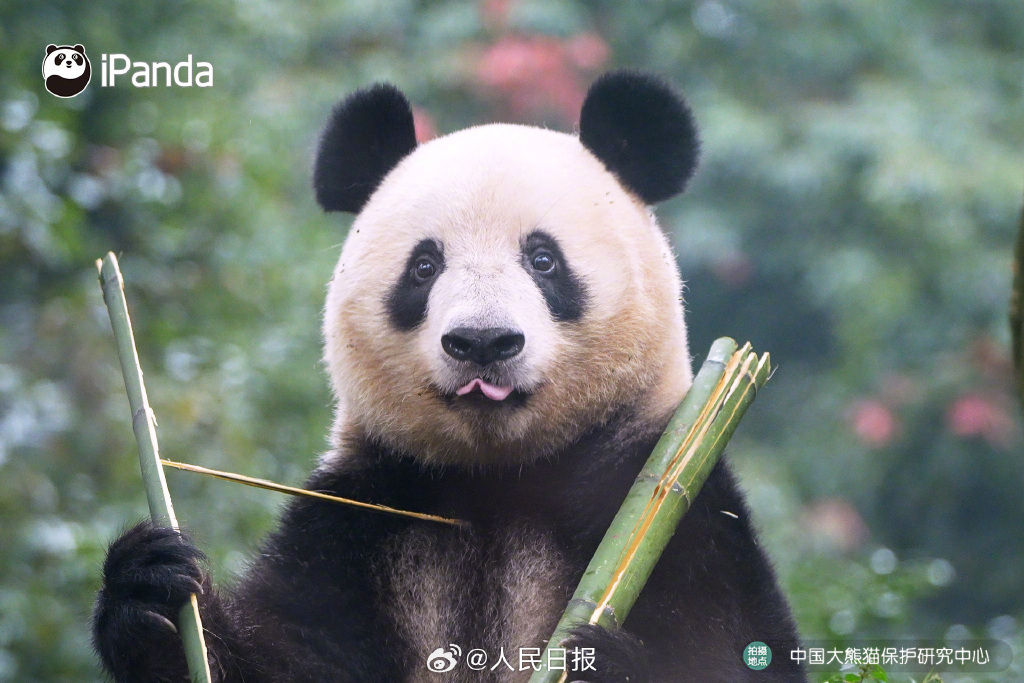 归国大熊猫"香香"亮相四川雅安,正式与公众见面