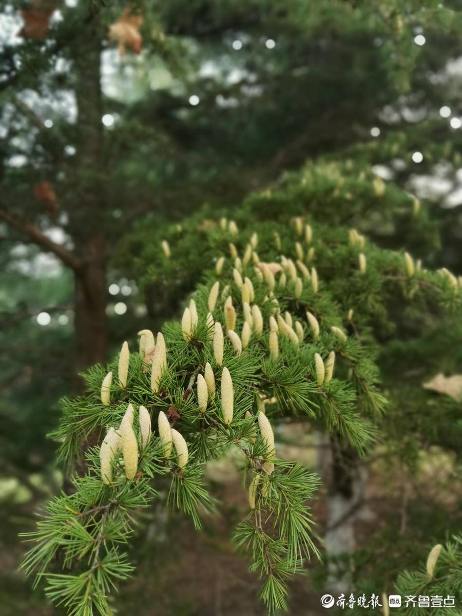 雪松雄花图片