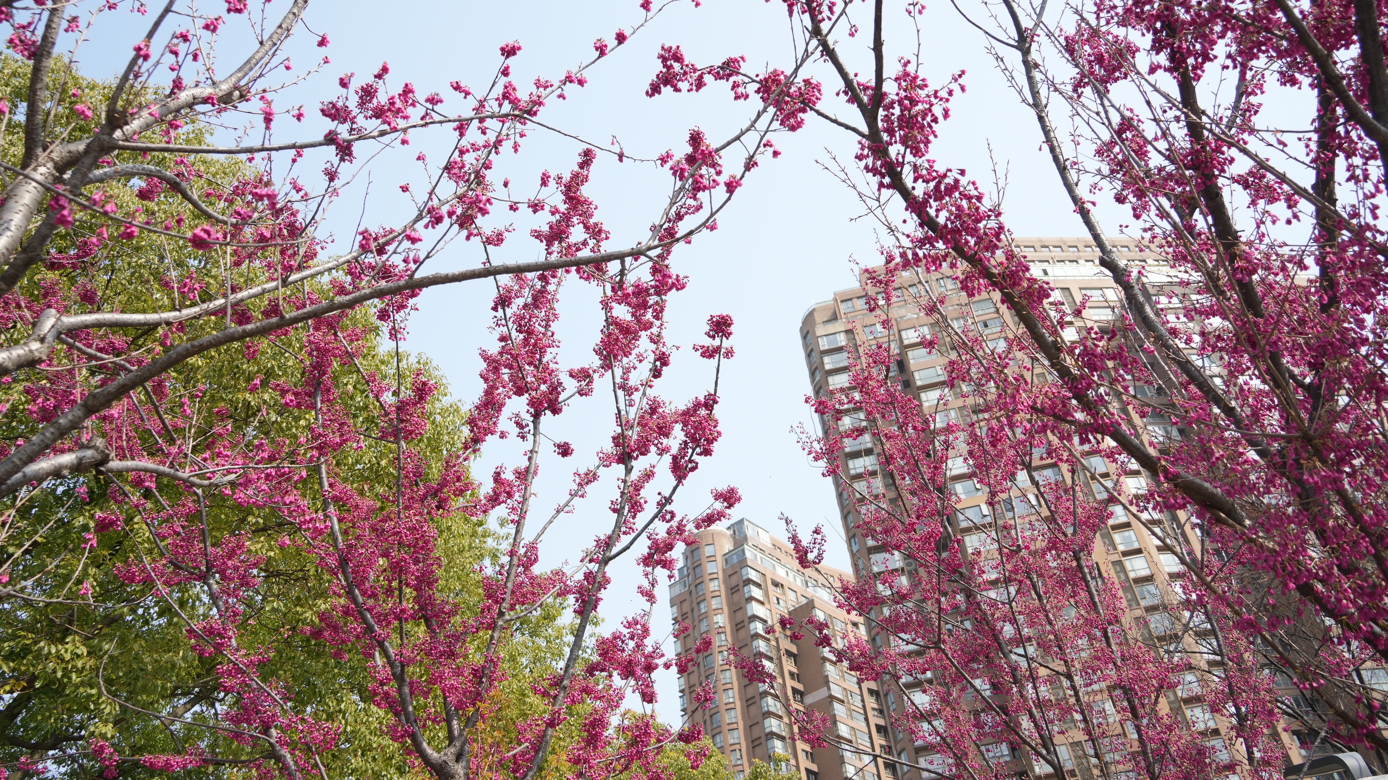 在静安欣赏山林美景:中兴公园福建山樱花盛开