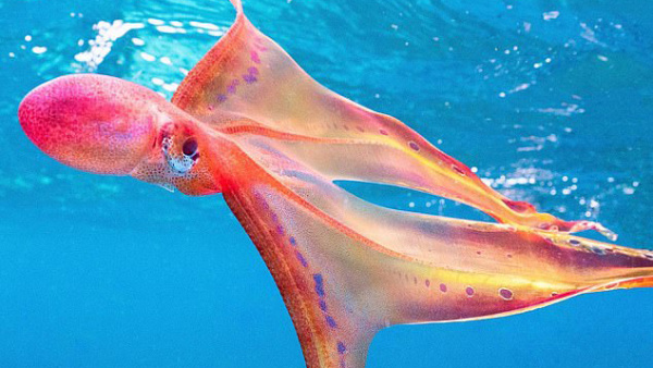 澳大利亚生物学家拍到罕见毯子章鱼 形如彩带泳姿曼妙