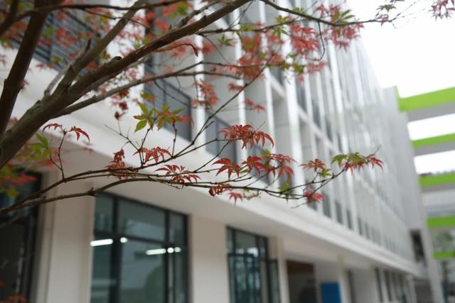 复基小学,柳叶湖好风景伴着好少年成长