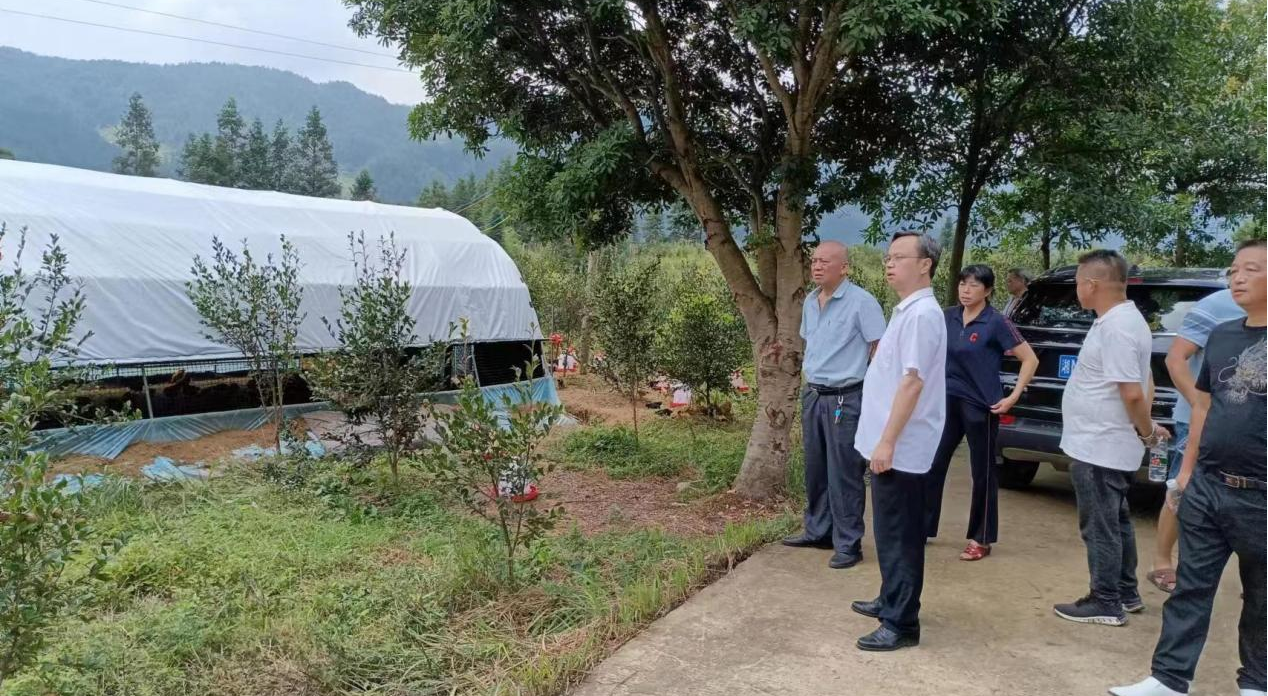 洞口县江口镇:油茶树下话产业 乡村振兴助兴旺