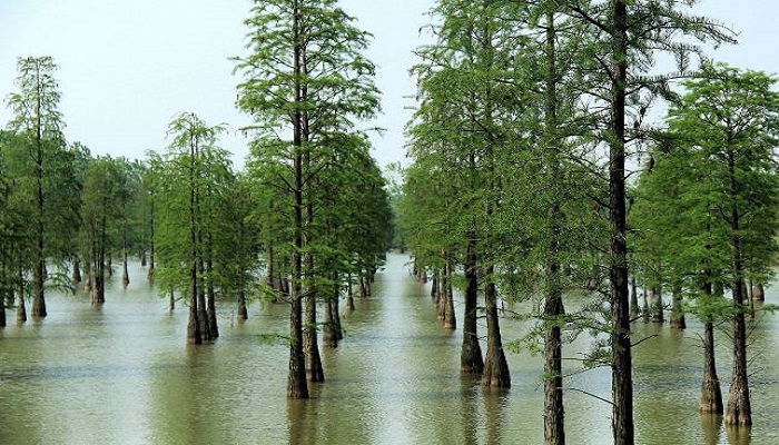 华南地区常见观花滨水植物
