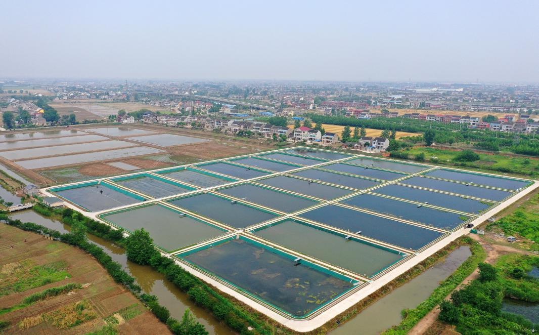 我为群众办实事|靖江孤山高标准打造省级绿优农产品基地