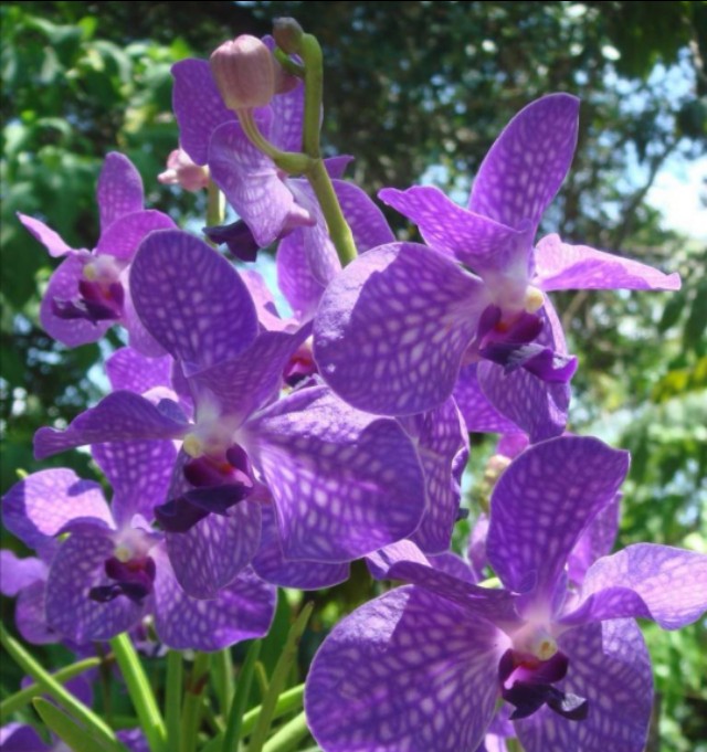 《蝴蝶兰》:上海三十年代爱恨情仇剧情