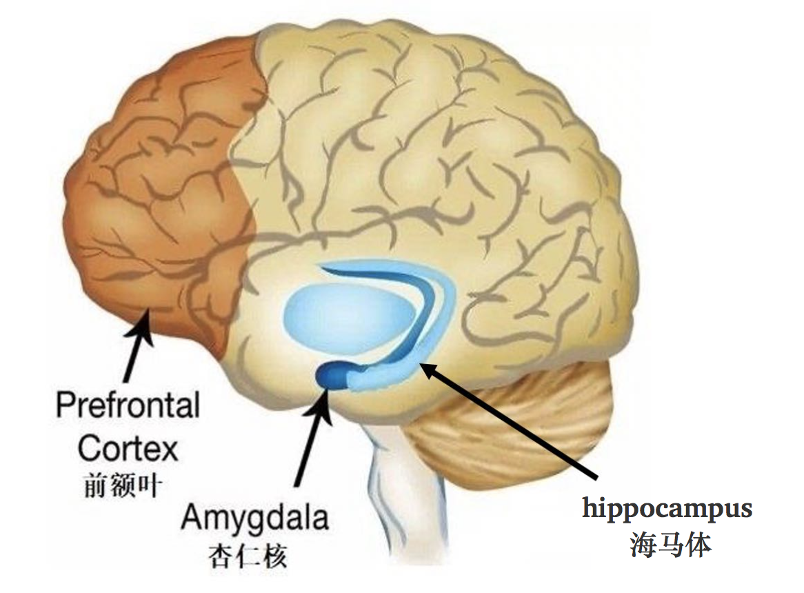 这就好比在大脑中有一个驾驶舱是专门控制我们的行为的