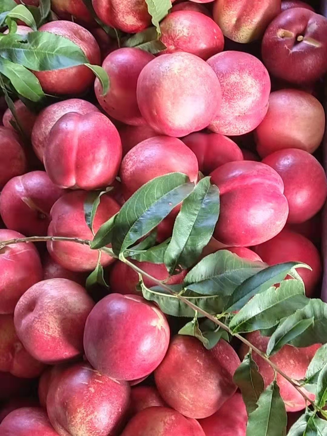 桃树大师三十年巅峰之作!蓬莱水晶红油桃,甜到心尖的味道!
