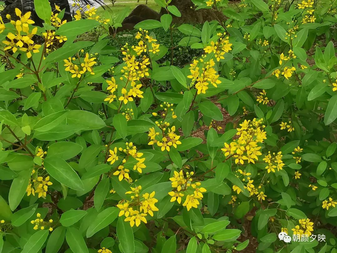 走,到树木园里找金虎尾去!