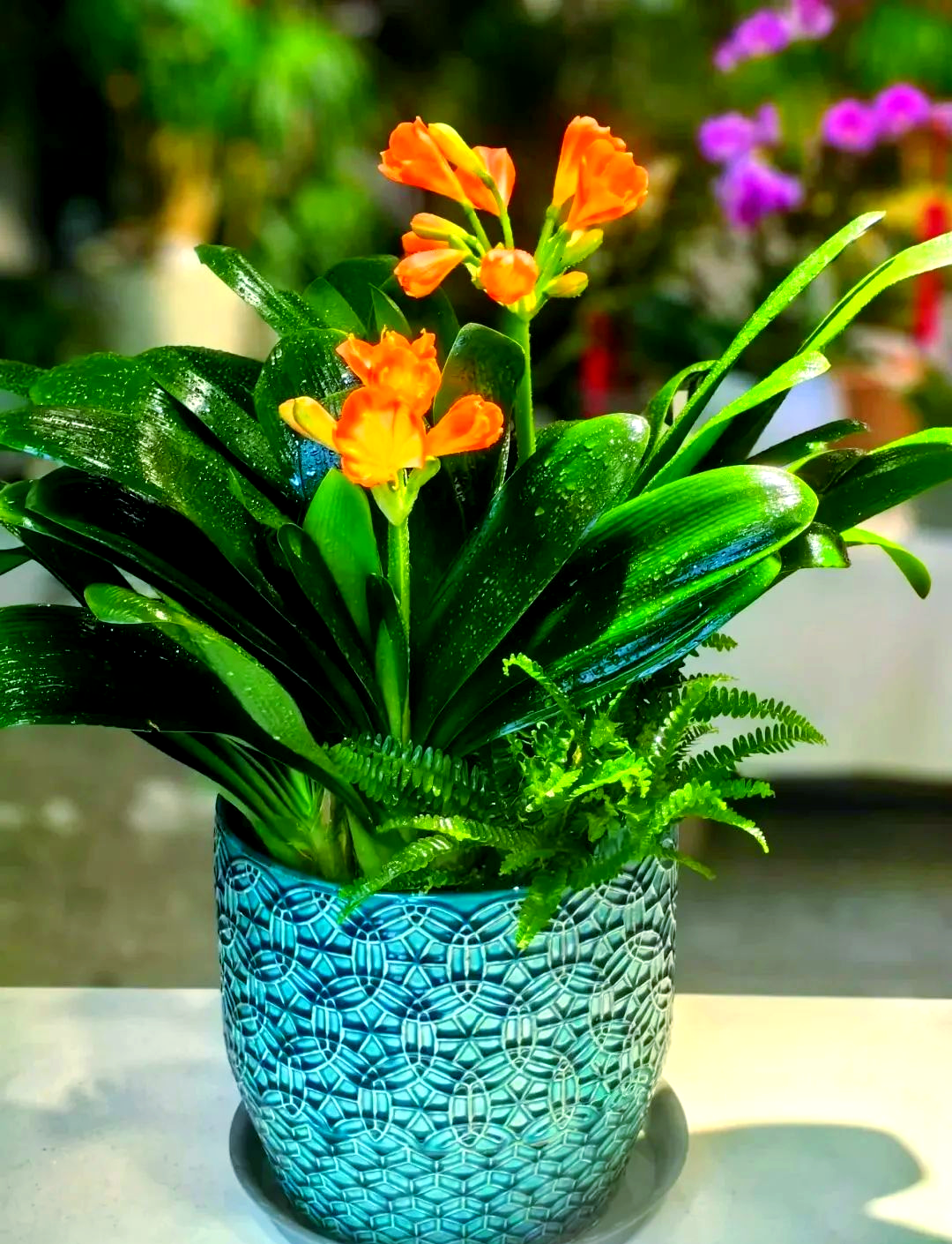 多种吉祥花卉适合家中养护,寓意财源广进,运势蒸蒸日上!