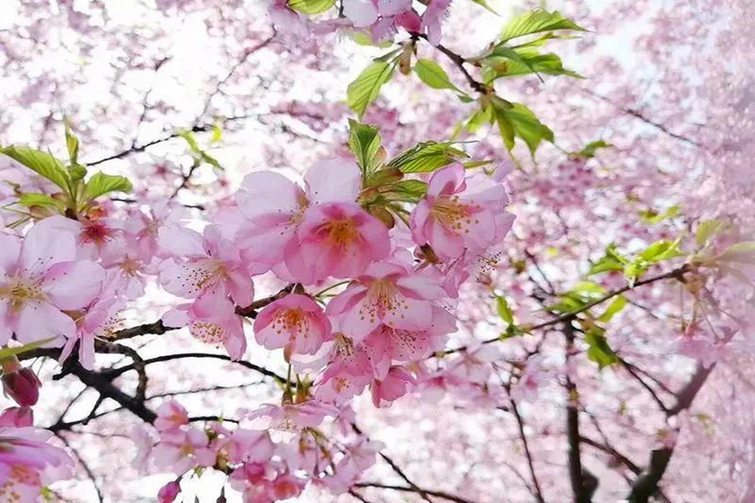 重庆春游赏花去哪里?打卡江津美樱花海