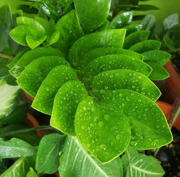 金钱树叶子不油亮,学会自查,轻松养出翠绿油亮色