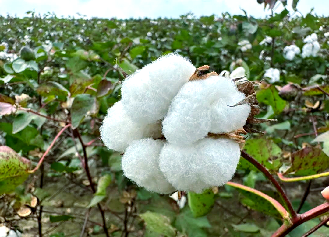寿北田野丰收景象:棉花盛开,棉农喜悦满面