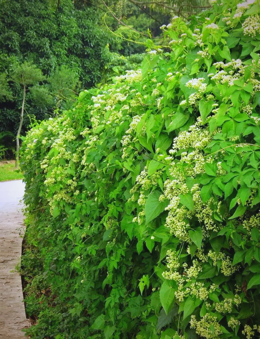 薇甘菊:入侵植物的特性与生态影响