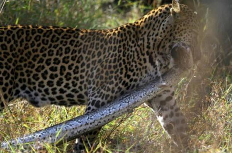 花豹与巨蟒抢食,蟒蛇瞬间缠住花豹,可没想到头被花豹咬掉了