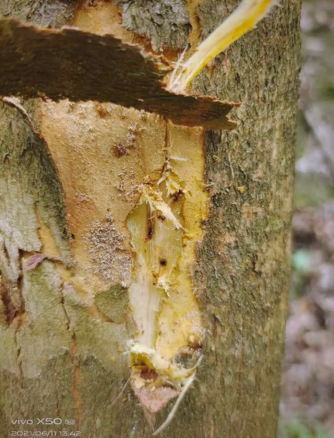 警惕多种蠹虫危害,保护森林资源!