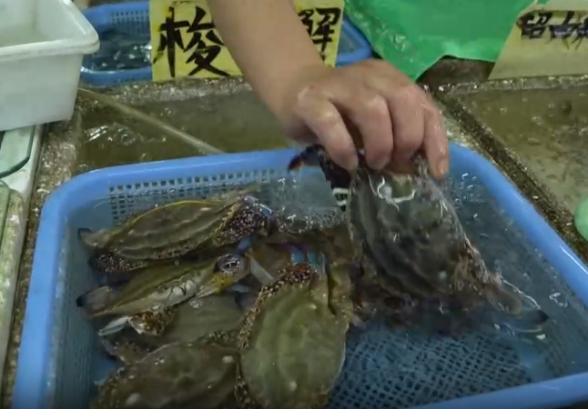 備受食客們青睞,由於還處在捕撈期,供應數量並不多,價格在45元一斤,不