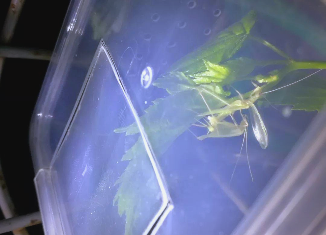 竹蛉饲养指南:从邂逅到精通,探索夜行昆虫的奇妙世界