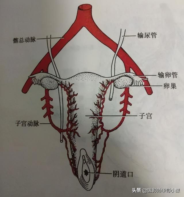 妇产科医生都需要了解的基础知识,女性盆腔解剖以及动脉分支