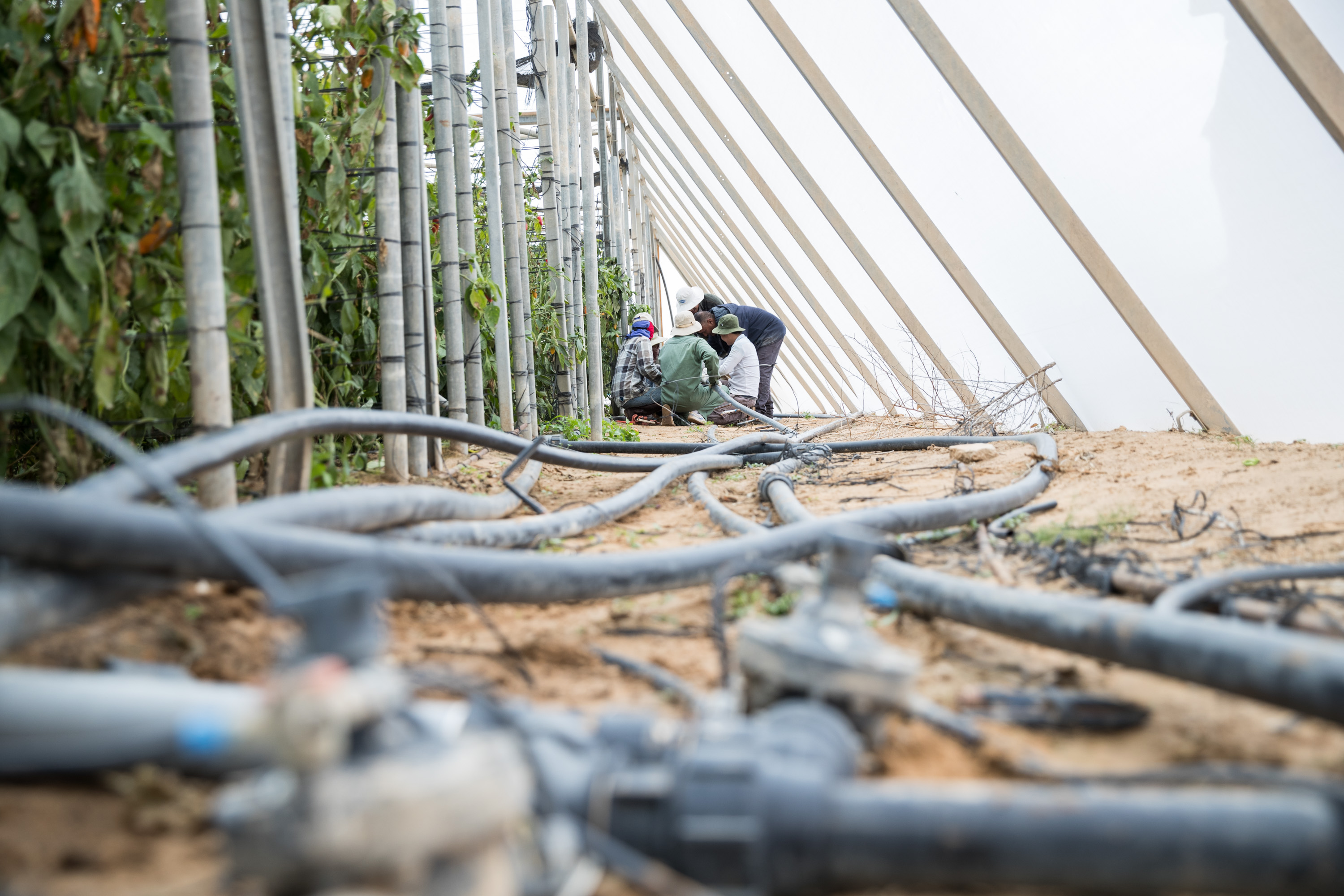 缺水国家以色列的"指尖"节水农业