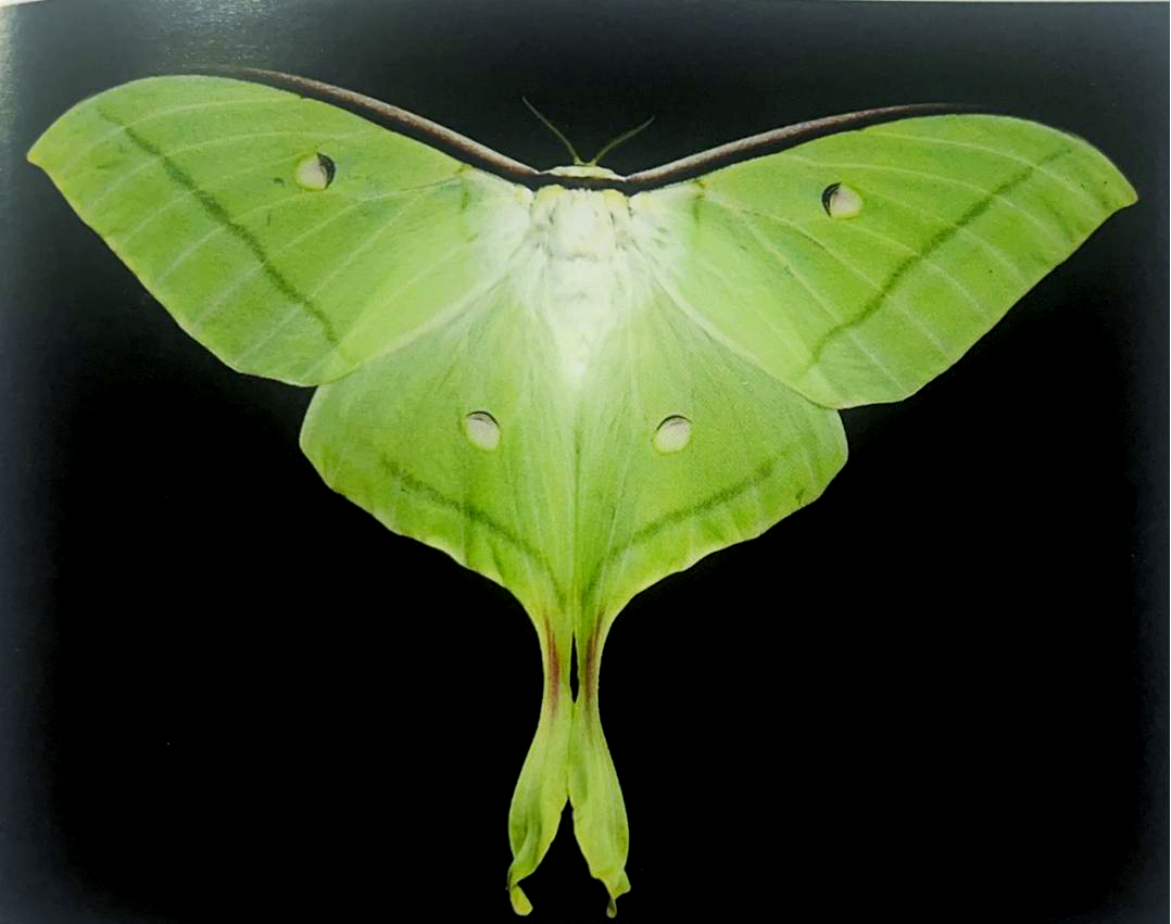 中秋将至,探索多样的"月神蛾"世界