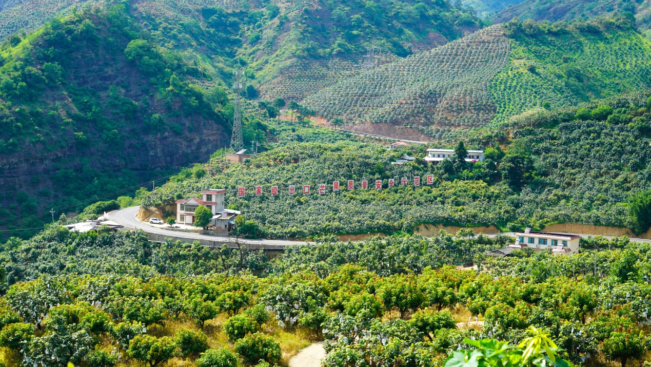 热带水果飘香金沙江畔