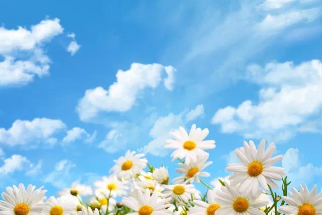 在暗处执着生长,终有一日馥郁传香