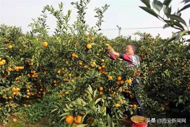 洋县陶岭村:柑橘园里朱鹮舞