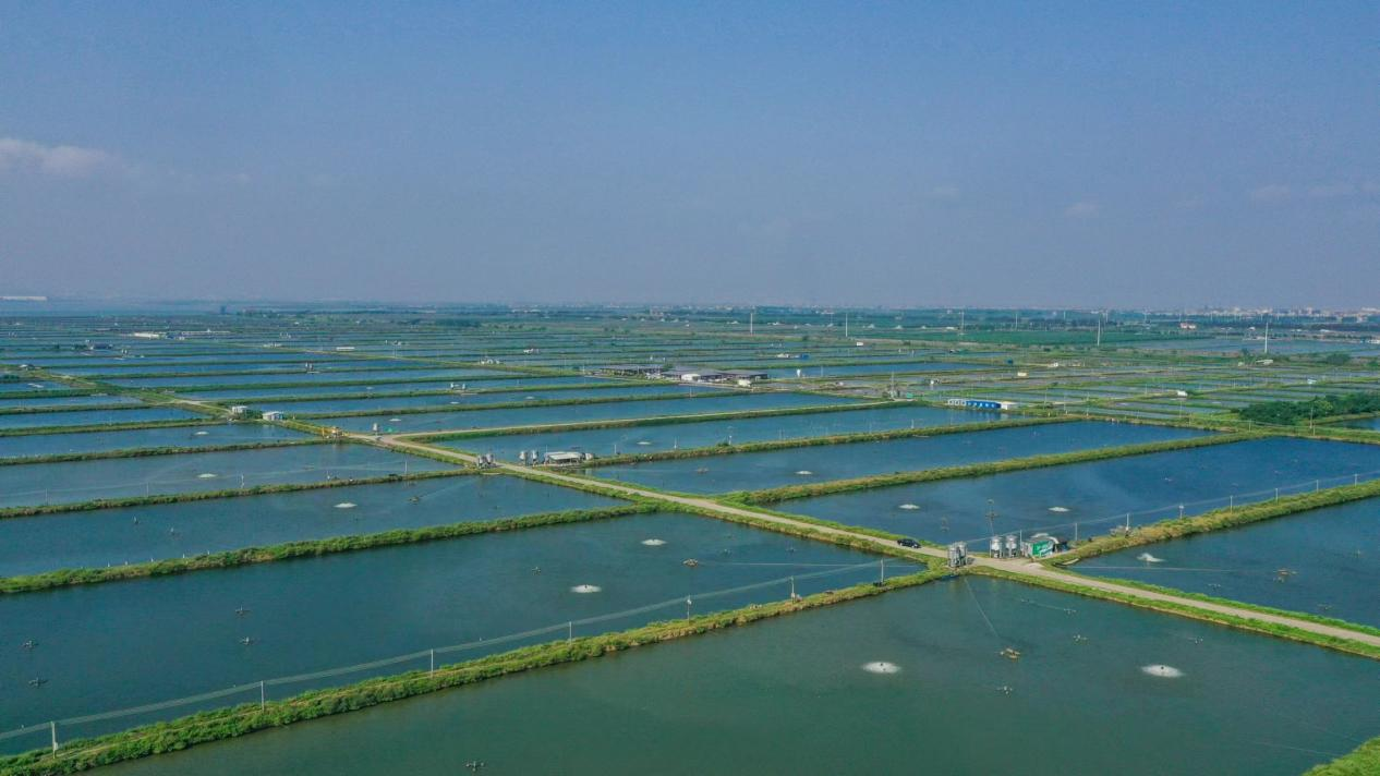 向海图强看广东|耕牧深蓝 唱响现代"海洋牧歌"