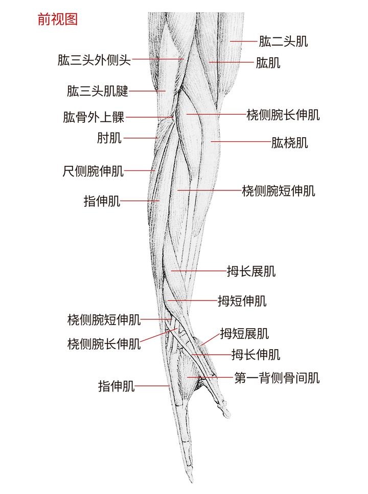 前臂背侧肌肉解剖图图片