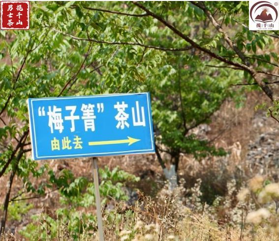 梅子箐:一个让人相见恨晚的古树茶