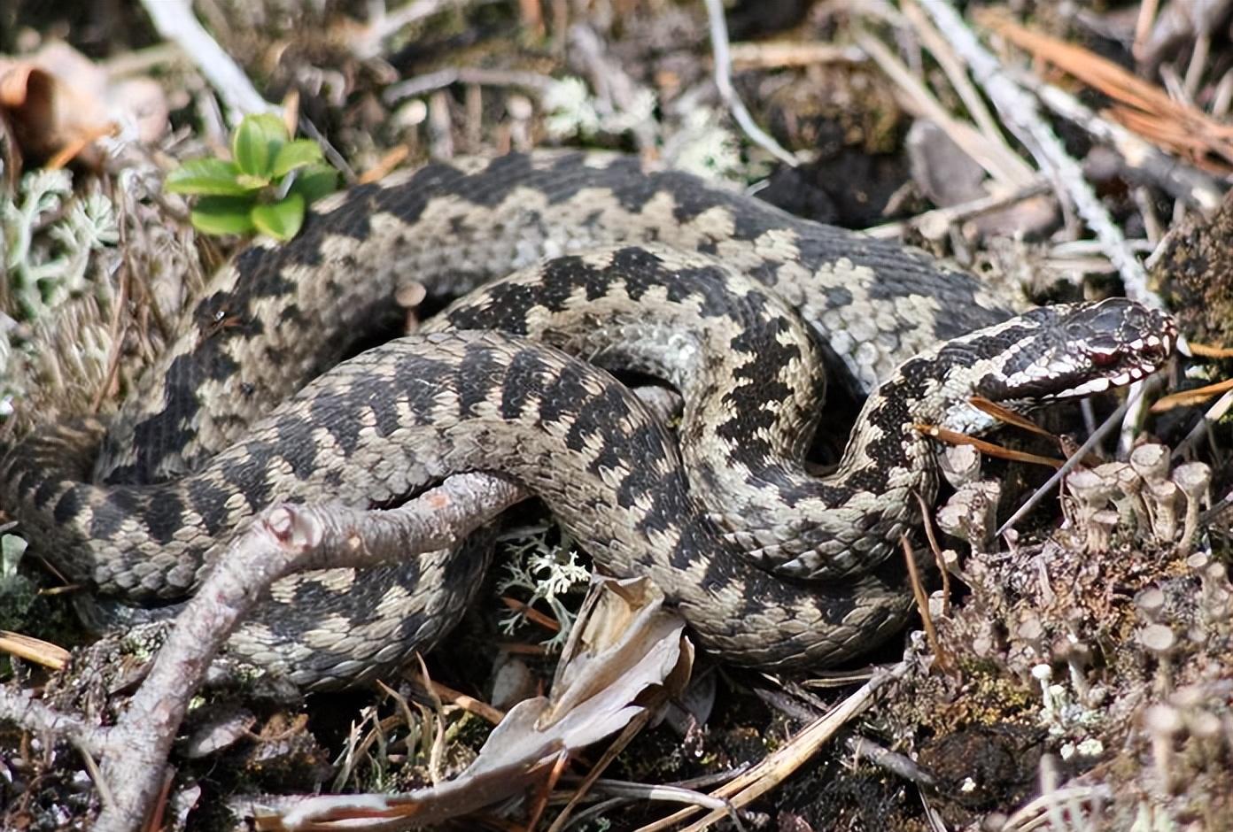 2000年长白山为何遍地毒蛇?20000条蛇路边盘踞,蛇出现与人有关