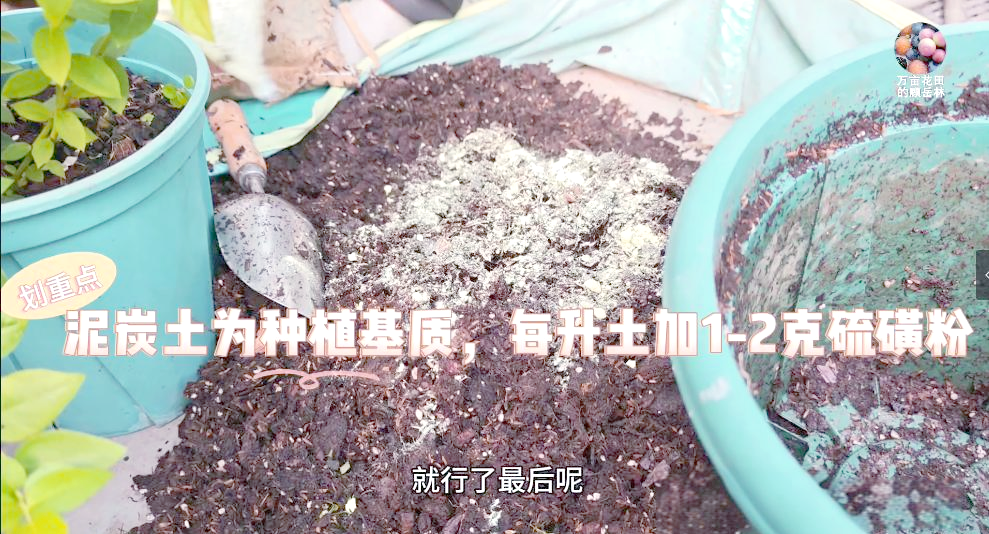蓝莓苗的栽培及管理技术