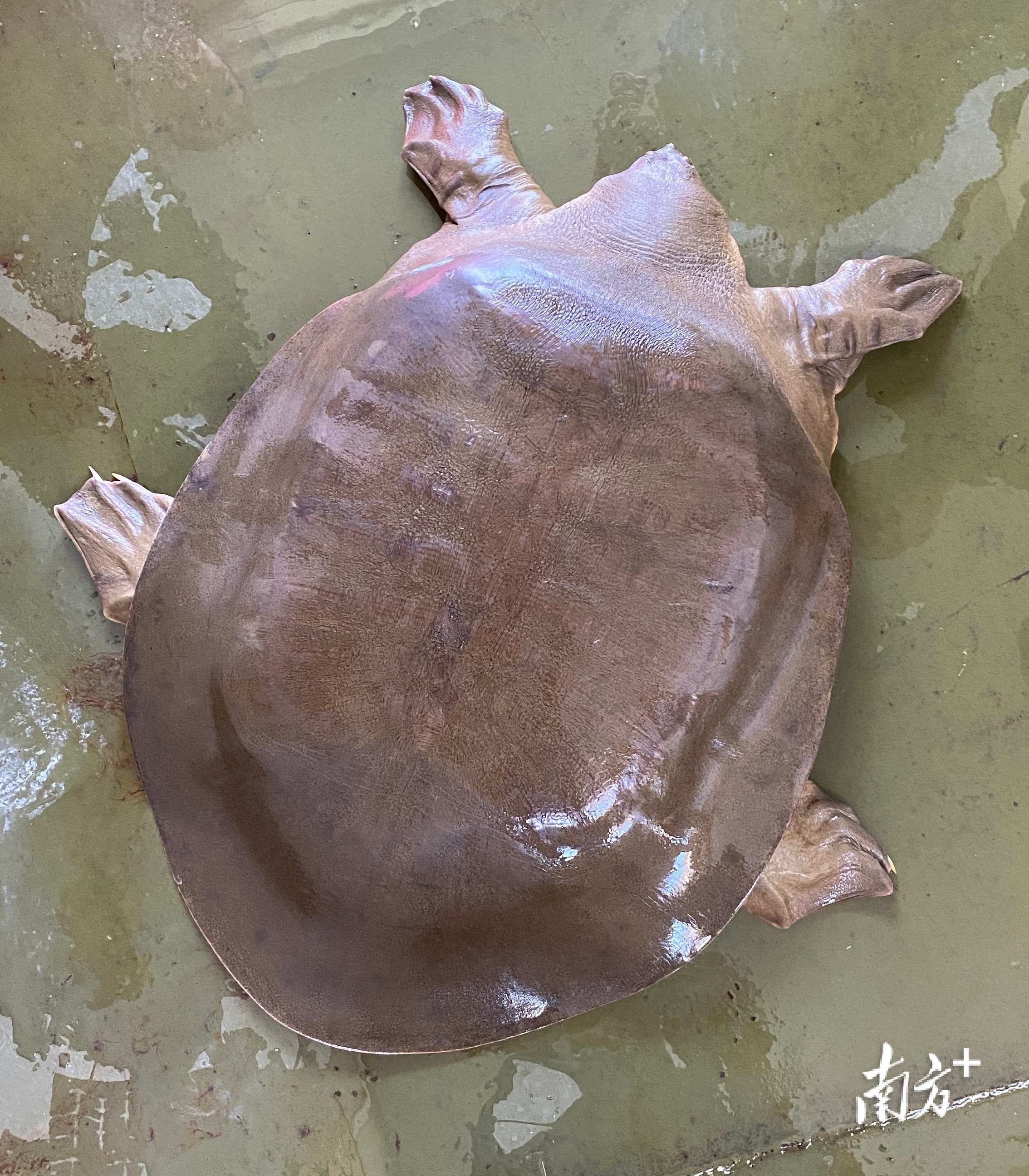 韩江潮州段再现水中大熊猫鼋,体重超19公斤