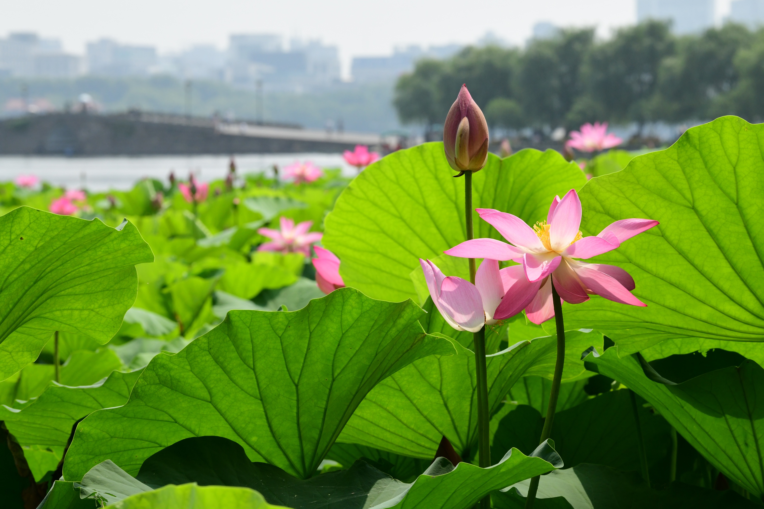 西湖荷花莲叶图片